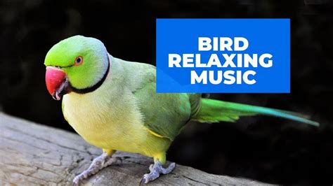 Bird Relaxing Music Calming Music For Bird Meditation Music Study
