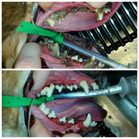 Anesthetic Dentals — Veterinary Out Patient Clinic