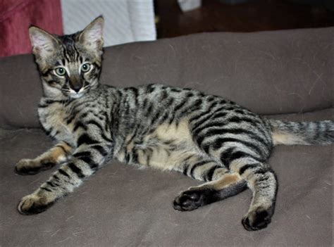 All have found their forever homes, newborn updates on f4sbt soon. Savannah Kittens for Sale - F3 Savannah Cat