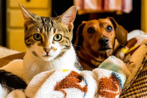 Pawsome Pet-Friendly Movies | Vet Organics
