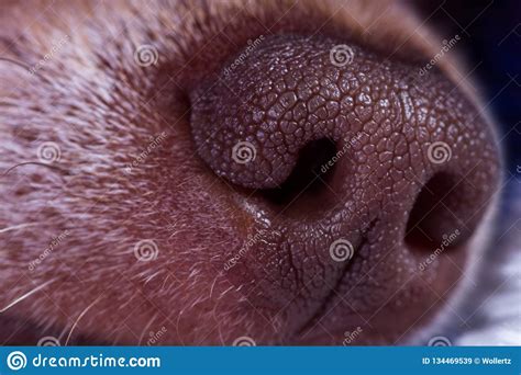 Macro Of A Chihuahua Nose Stock Image Image Of Focus 134469539
