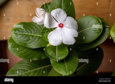 Madagascar Periwinkle Plant Of The Species Catharanthus Roseus Stock