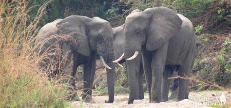 elephant tanzania