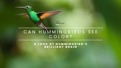 Can Hummingbirds See Color A Look At Hummingbirds Brilliant Brain