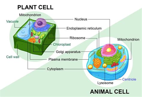 Cell Structure Of Animal And Plant Cells The Basic Building Block Of