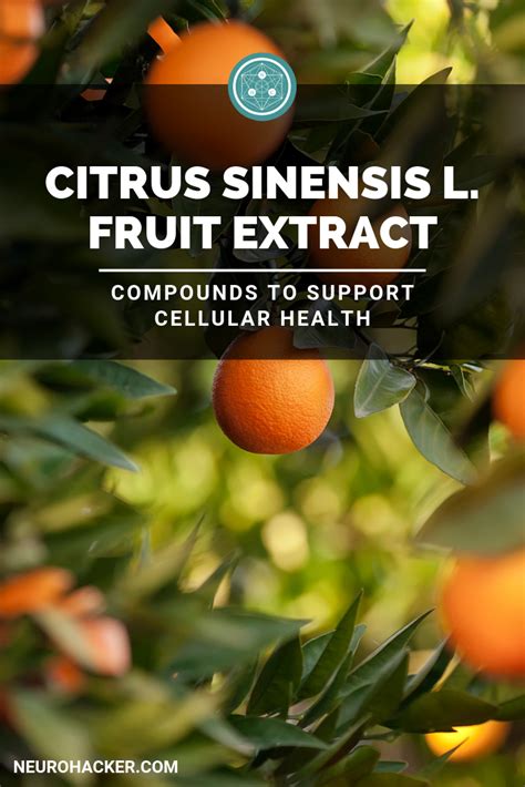 Citrus Sinensis L Fruit Extract Sources And Benefits Health