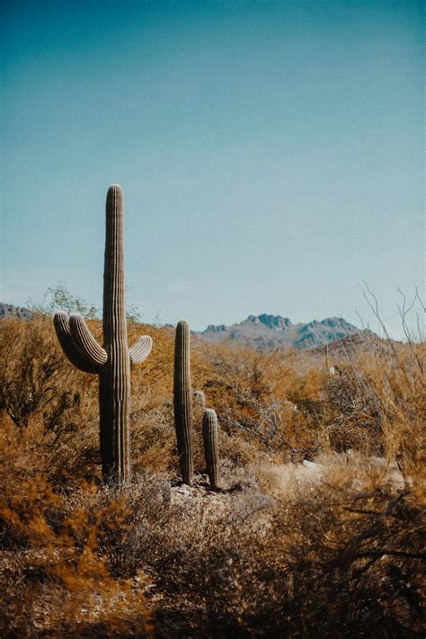 Cactus Desert Pictures Download Free Images On Unsplash
