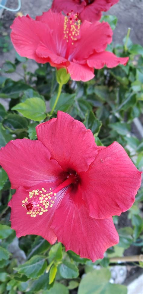 Red Hibiscus Beautiful Bouquets Tahiti Red And Pink Hibiscus