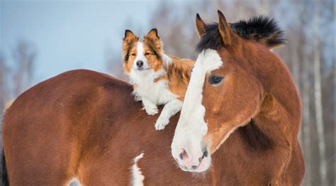 English Mastiff And Horse