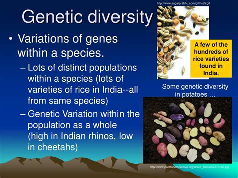 Ppt Biodiversity Notes Powerpoint Presentation Free Download Id374860