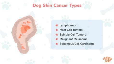 Dog Skin Cancer Types Symptoms And Treatment The Goody Pet
