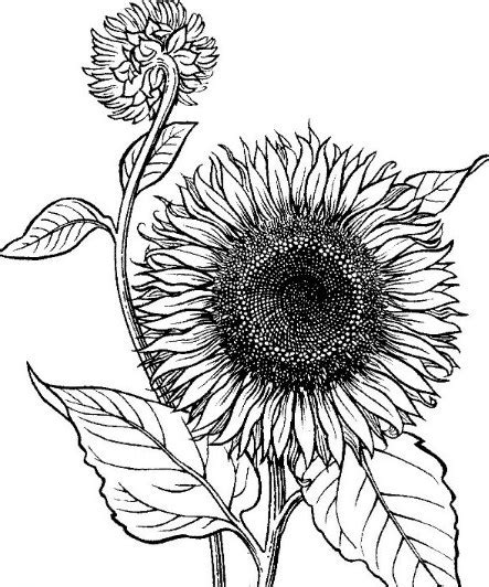 Biji bunga matahari juga merupakan sumber vitamin e terkaya; Sketsa Bunga Matahari (20) | Pelajarindo.com