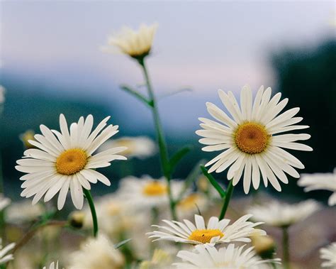 Wallpapers Of White Flowers