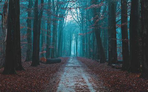 Download Wallpaper 3840x2400 Forest Fog Path Nature