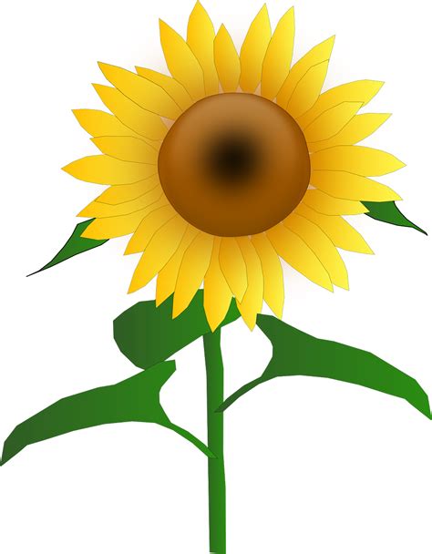 Sonnenblume Blüten Blüte Kostenlose Vektorgrafik Auf Pixabay