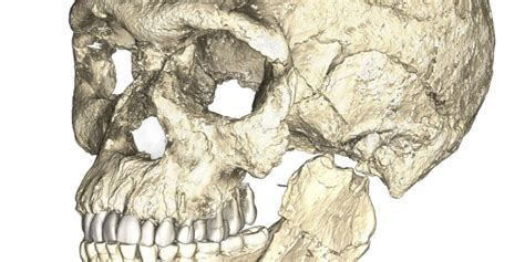 Were Older Than We Thought New Find Pushes Human Origin Back 100000