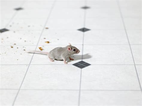 No, mice do not have opposable thumbs and do not have the size or weight to open a closed cabinet door. How to Identify Rodents by Their Droppings | Hunker