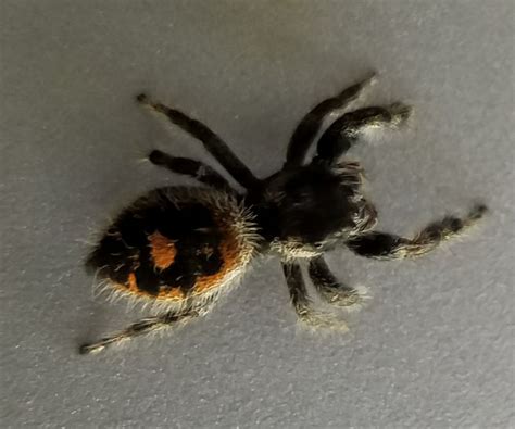 Species Identification Identify Fuzzy Black Quarter Sized Spider With