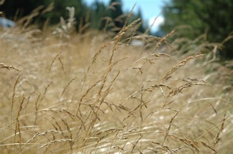 Dry Grass Free Photo Download Freeimages