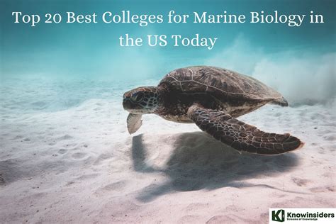 Top 20 Most Prestigious Colleges For Marine Biology In The Us 20232024