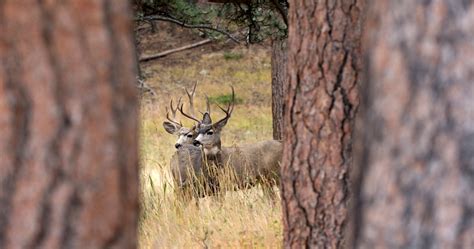 Habitat Project Helps Wyoming Mule Deer Gohunt The Hunting Company