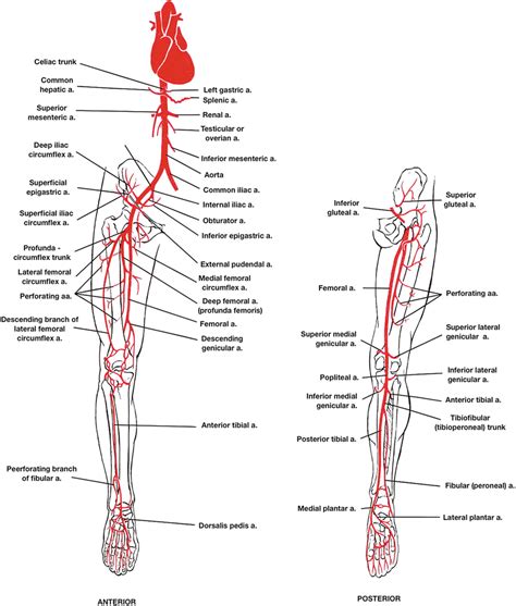 A professionally created artery vein diagram template like this one here doesn't only assist educational purposes, but also help the formal medical conference. Vascular Anatomy of the Lower Limbs | Thoracic Key
