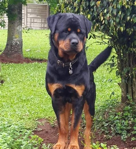Hundreds of satisfied dkv rottweilers reviews. R20,000 reward for missing rottweiler