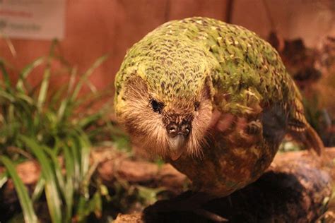 Kakapo Animal Facts For Kids Characteristics And Pictures