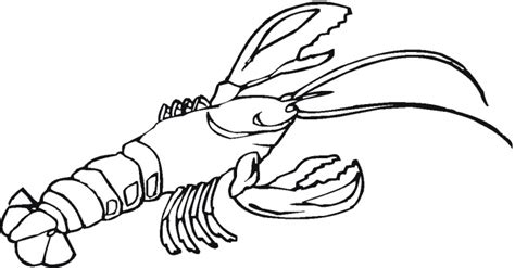 Lobster Line Drawing At Getdrawings Free Download