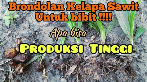 Budidaya Kelapa Sawit Brondolan Atau Kentosan Apa Bisa Bibit Sawit