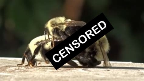 Bee Some Bc Man Records Bumblebees Engaged In Rare Extended Three Way Sex Ctv News