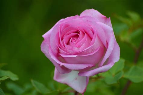 A Beautiful Pink Rose Isolated In A Garden Stock Image Image Of