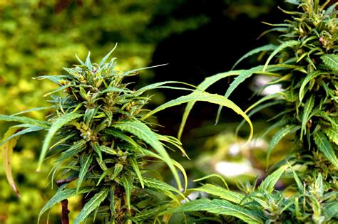 A Complete Guide To Growing Cannabis Indoors For Beginners