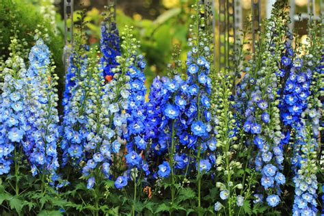 Apr 21, 2021 · pentas flowers can be used as annuals during summer in climates colder than usda plant hardiness zone 10. Growing Delphiniums | How to Grow Larkspur Flower