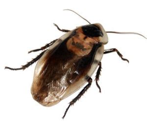 Should you be worried if you see one in your home? Palmetto Bug vs Cockroaches - All you need to know ...