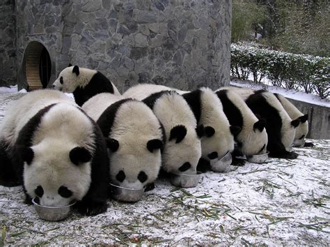 Panda Pandas Baer Bears Baby Cute 32 Wallpapers Hd Desktop And