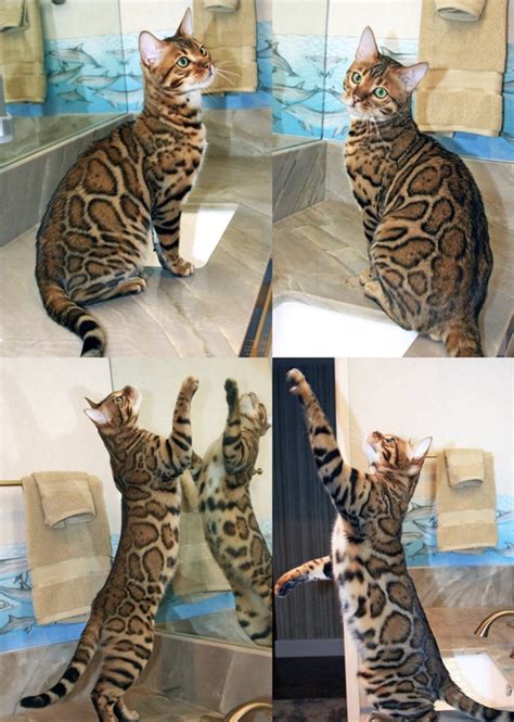 The bengal cat is highly active. Bengal Cat Bling | Bengal Kittens | San Diego California