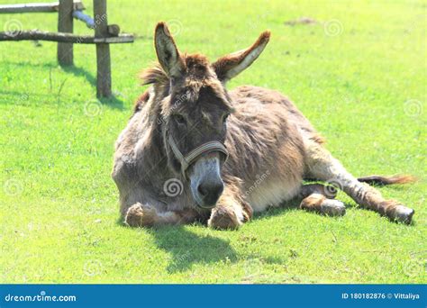 Cute Brown Gray Donkey On A Green Meadow In Summer Or Spring Stock