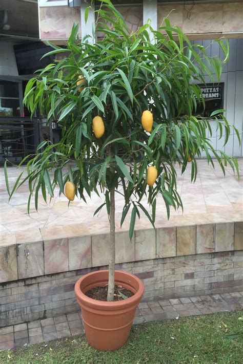 Comment Planter Un Noyau De Mangue Germination Et Plantation