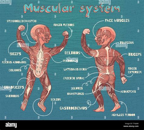 Muscles In The Body Diagram For Kids Each Of The Muscles Diagrams