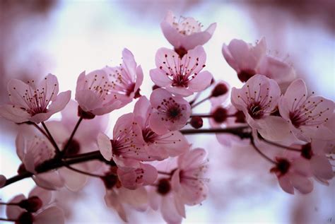 Beautiful Pink Cherry Blossom Wallpaper Colors Photo 34590394 Fanpop