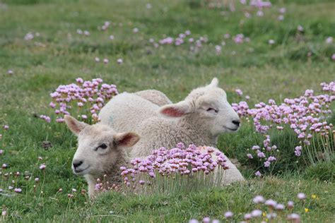 Among The Flowers Cute Sheep Animals Beautiful Cute Animals