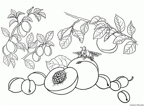 Check out our peach coloring page selection for the very best in unique or custom, handmade pieces from our shops. Coloring page - Peach, apricot, plum