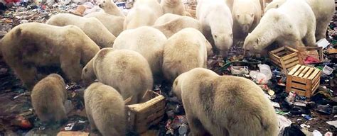 Mass Invasion Of Starving Polar Bears Is Terrorising This Island Town