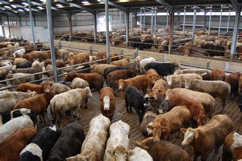 Cattle Marts The Latest Prices From Across The Country Agriland