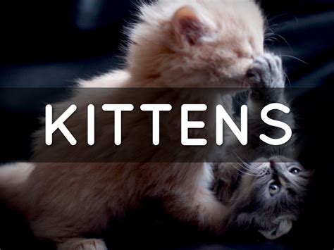 Kittens By Catherine Ballestrasse