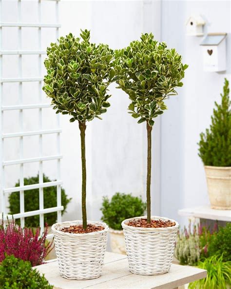 Pair Of Euonymus Kathy Silver Variegated Evergreen Standard Topiary