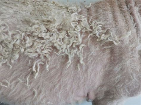 Hair Loss In Angora Goats Hypersensitivity Dermatitis