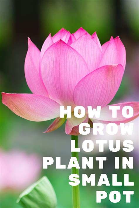 How To Grow A Lotus Plant In A Small Pot Whats Ur Home Story