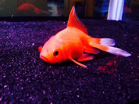 Japon Balığı: Japon Balığı Neden Dibe Çöker?